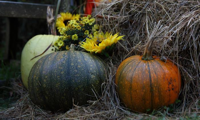 Close up of three pumpkins.